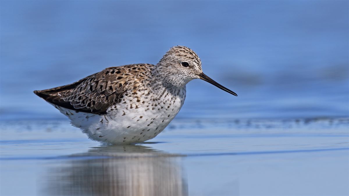 Marsh Sandpiper
