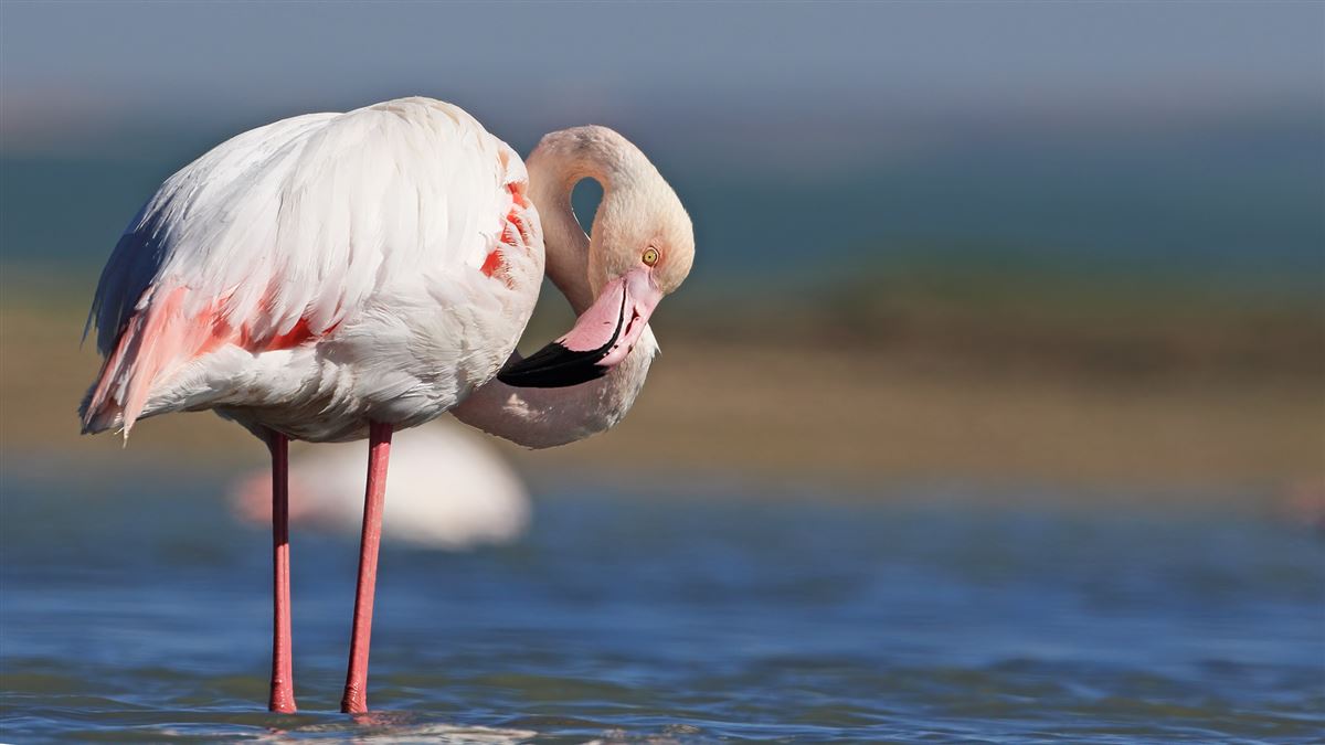 Greater Flamingo