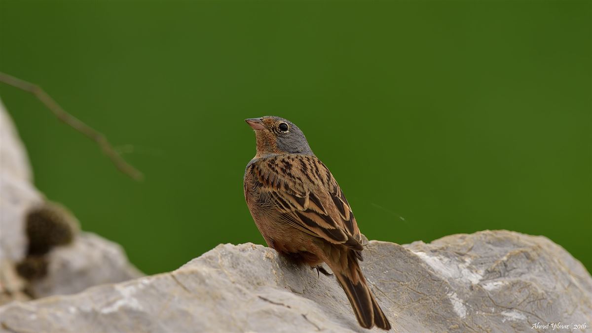 Cretzschmar`s Bunting