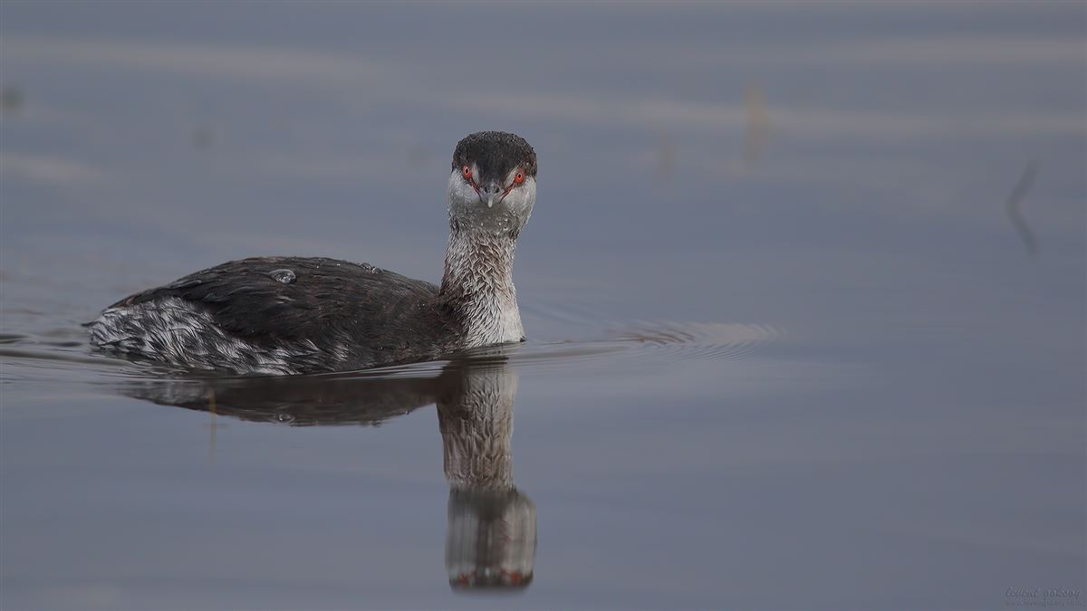 Horned Grebe