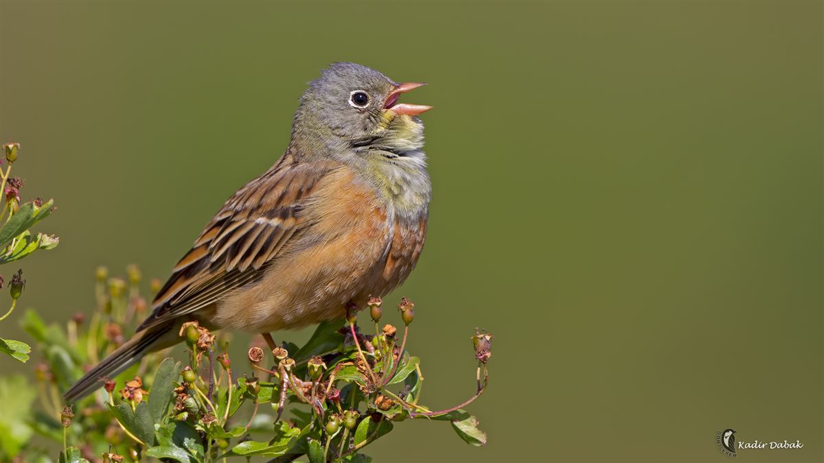 Ortolan Bunting