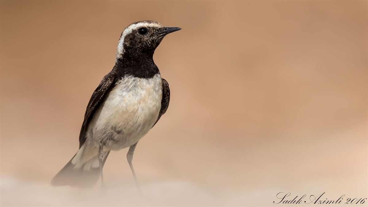 Cyprus Wheatear