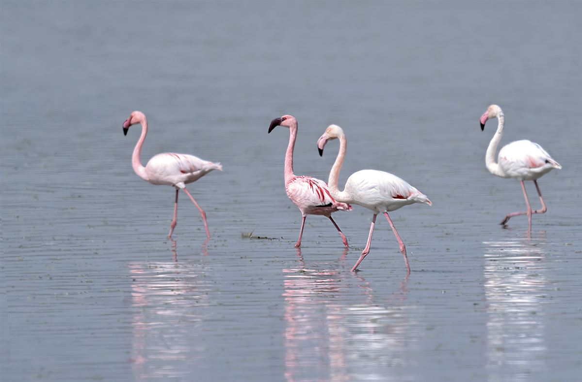 Küçük Flamingo