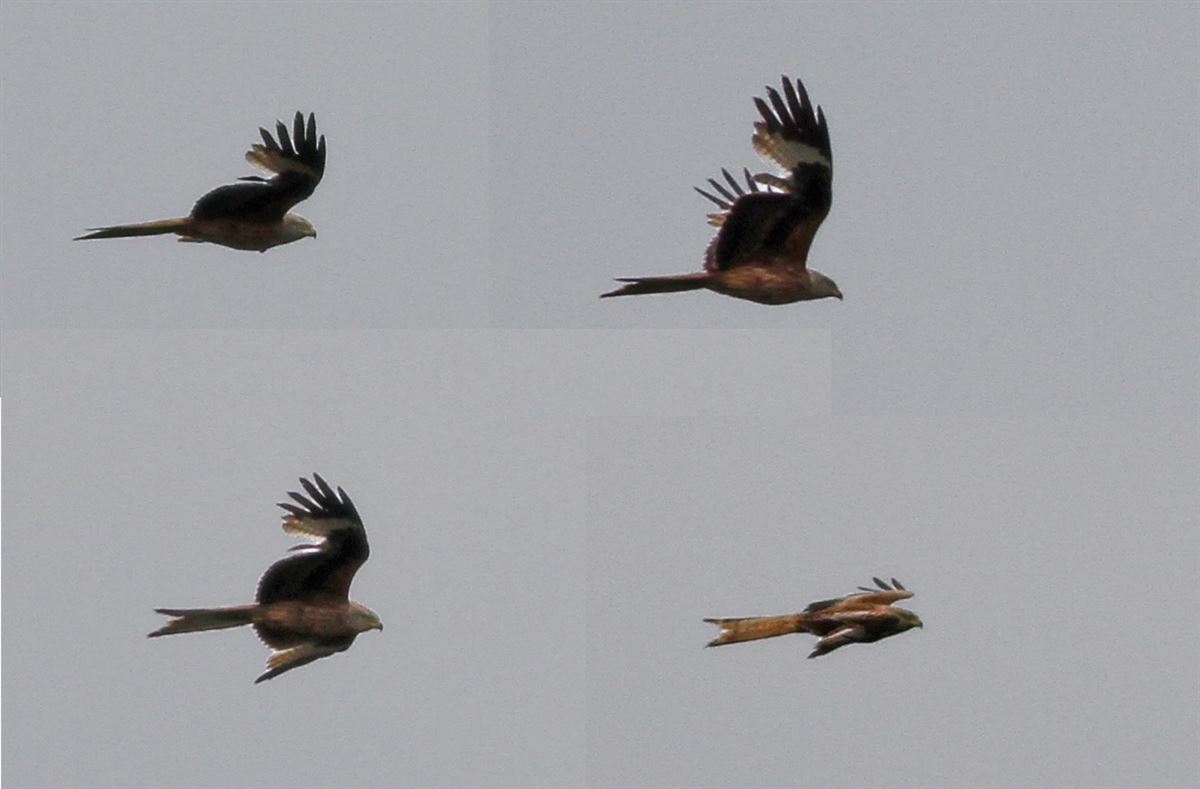 Red Kite