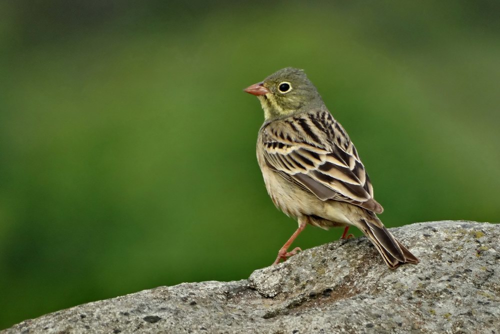 Ortolan Bunting