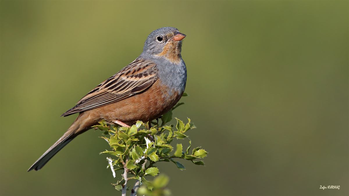 Cretzschmar`s Bunting