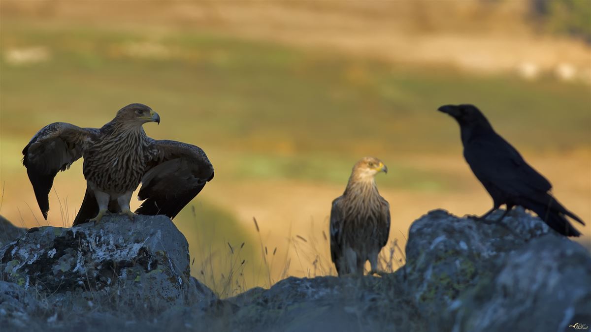 Eastern Imperial Eagle