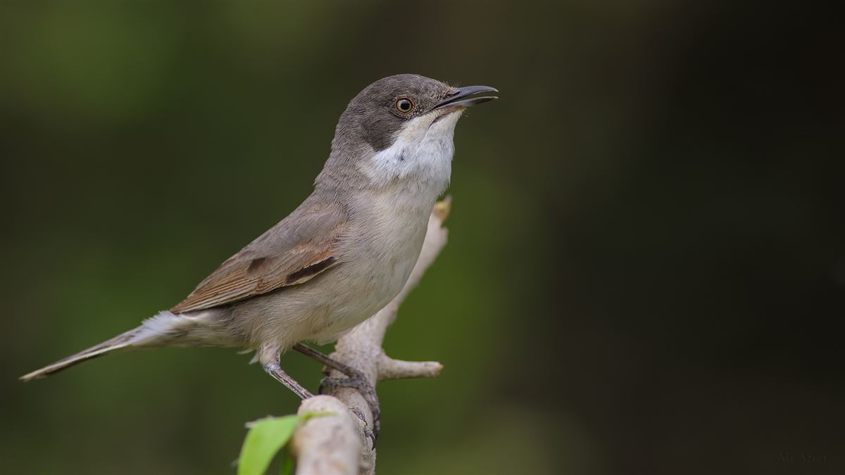 Eastern Orphean Warbler