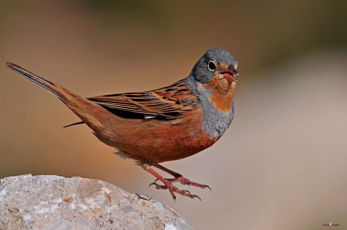Cretzschmar`s Bunting