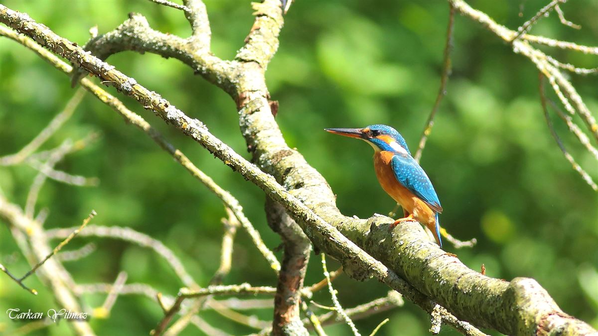 Yalıçapkını