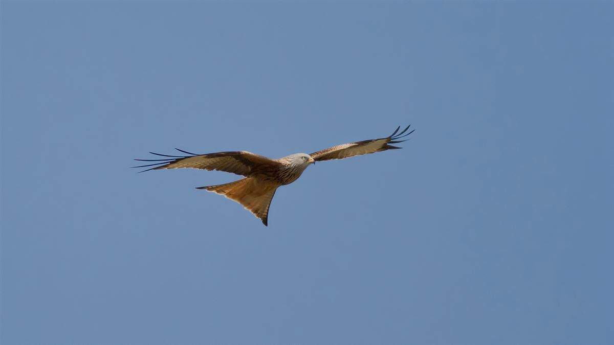 Red Kite
