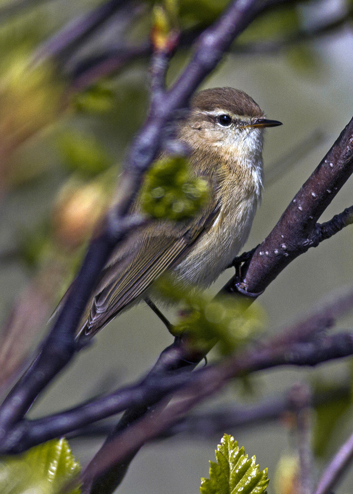 Mountain Chiffchaff