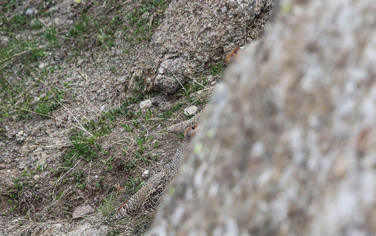 Grey Partridge