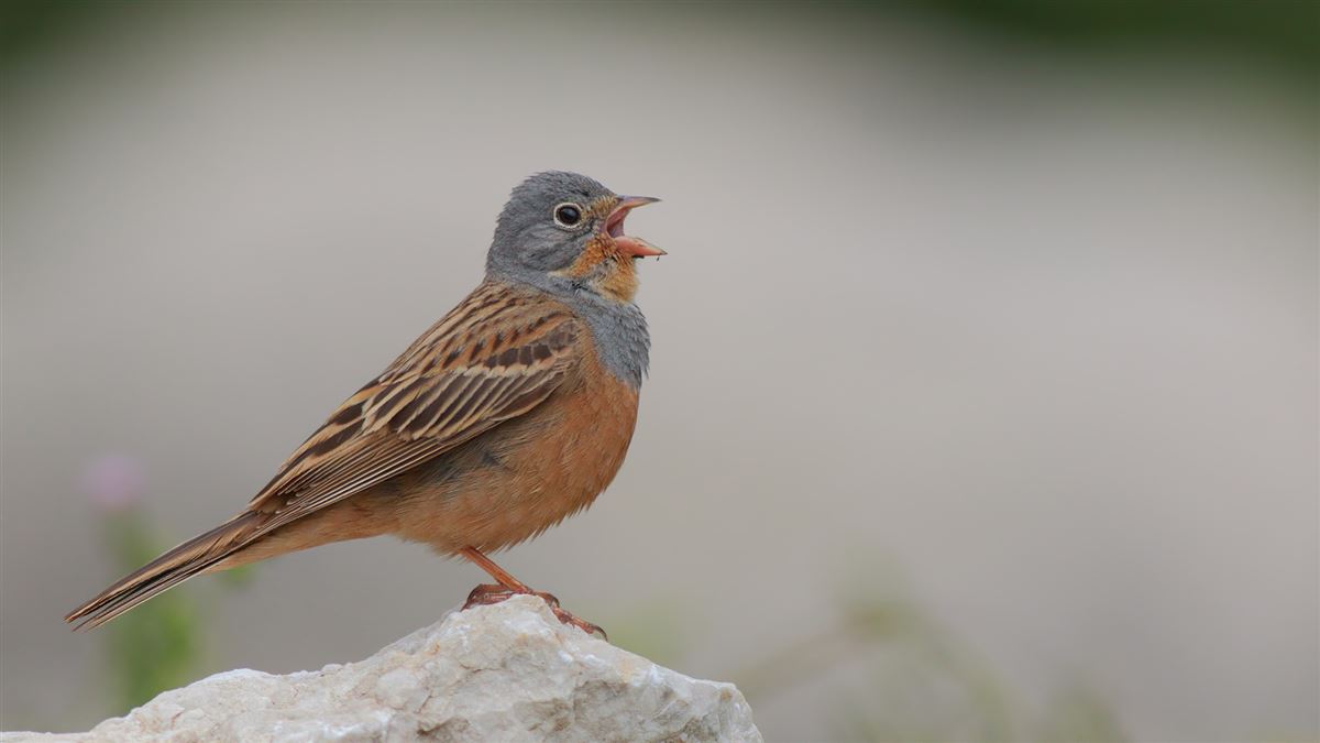 Cretzschmar`s Bunting