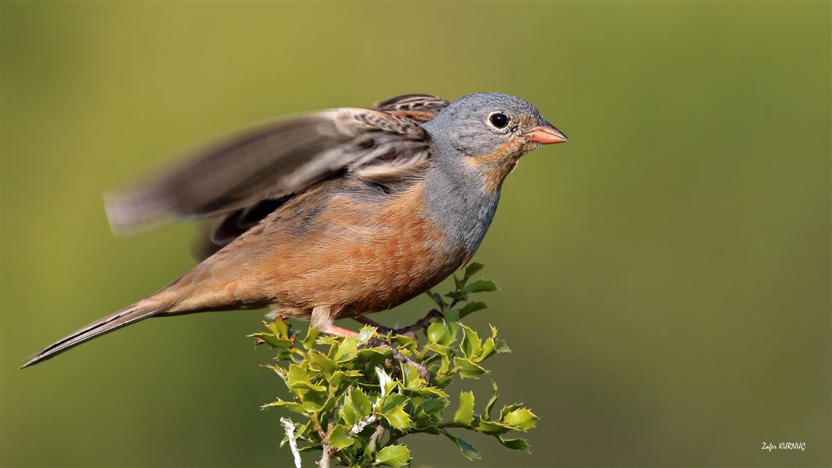 Cretzschmar`s Bunting