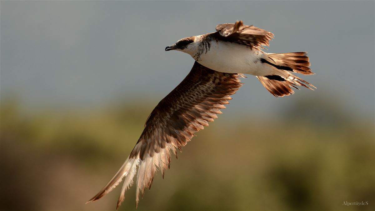 Parasitic Jaeger