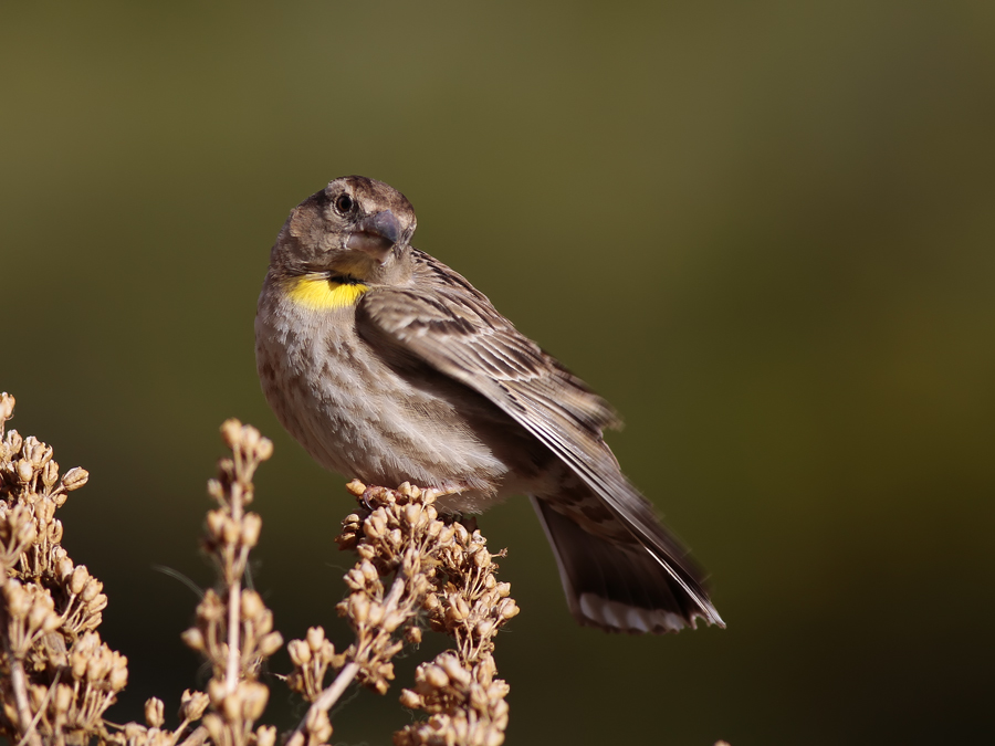 Rock Sparrow