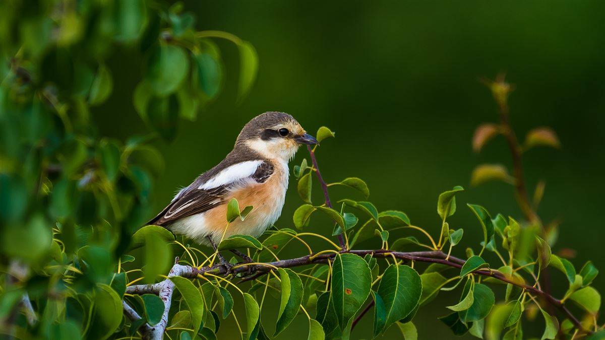 Masked Shrike