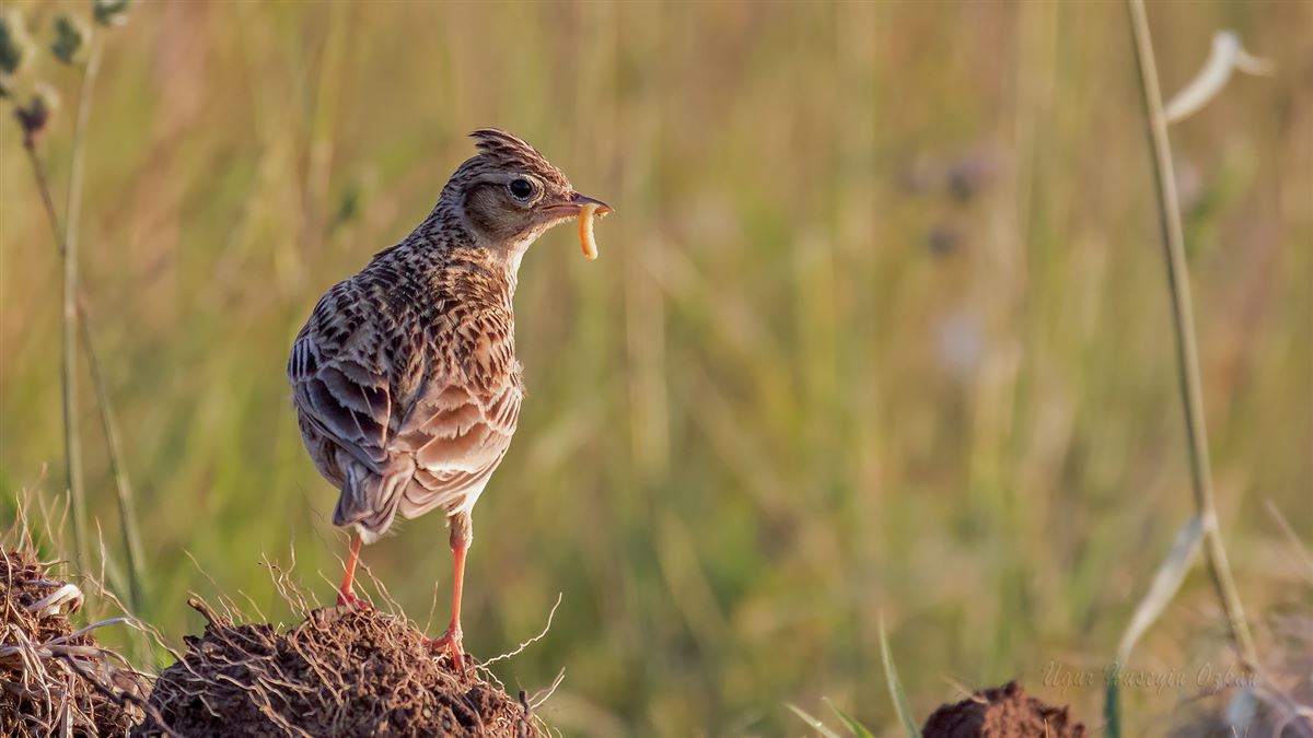 Eurasian Skylark