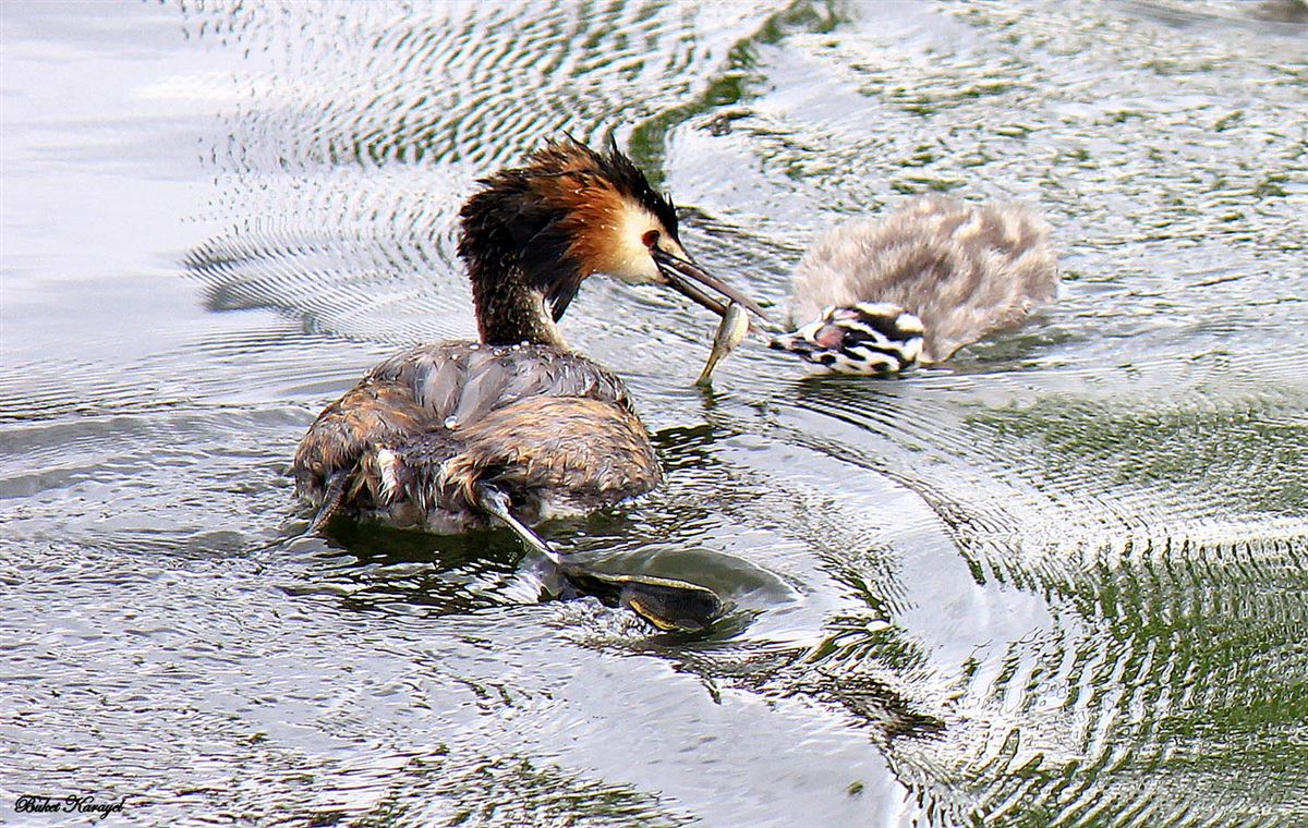Great Crested Grebe