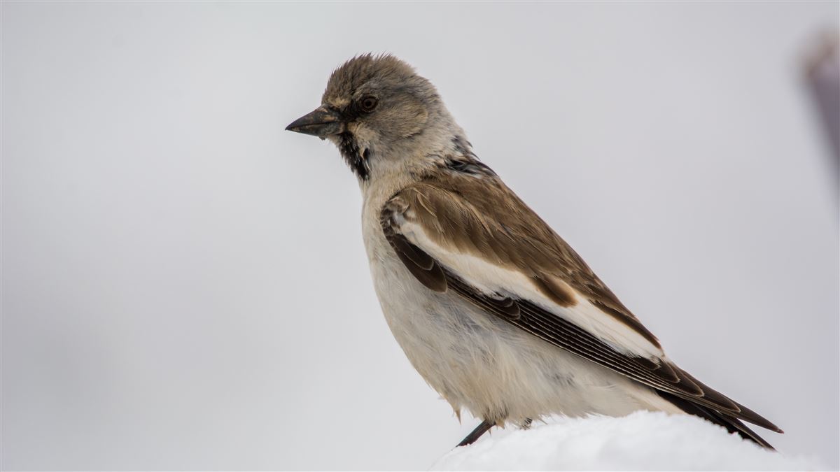 White-winged Snowfinch