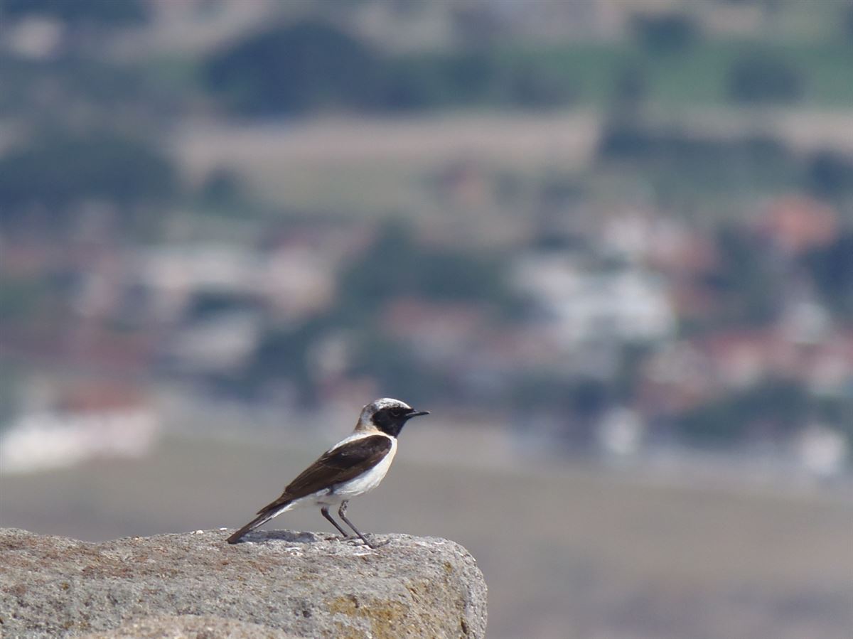 Black-eared Wheatear