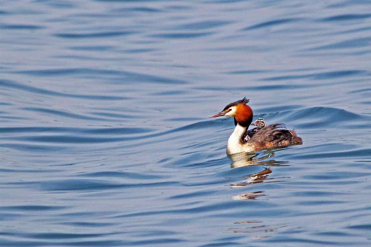 Great Crested Grebe