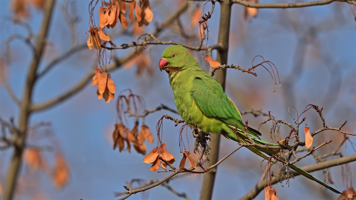 Rose-ringed Parakeet