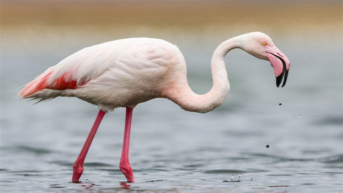 Flamingo