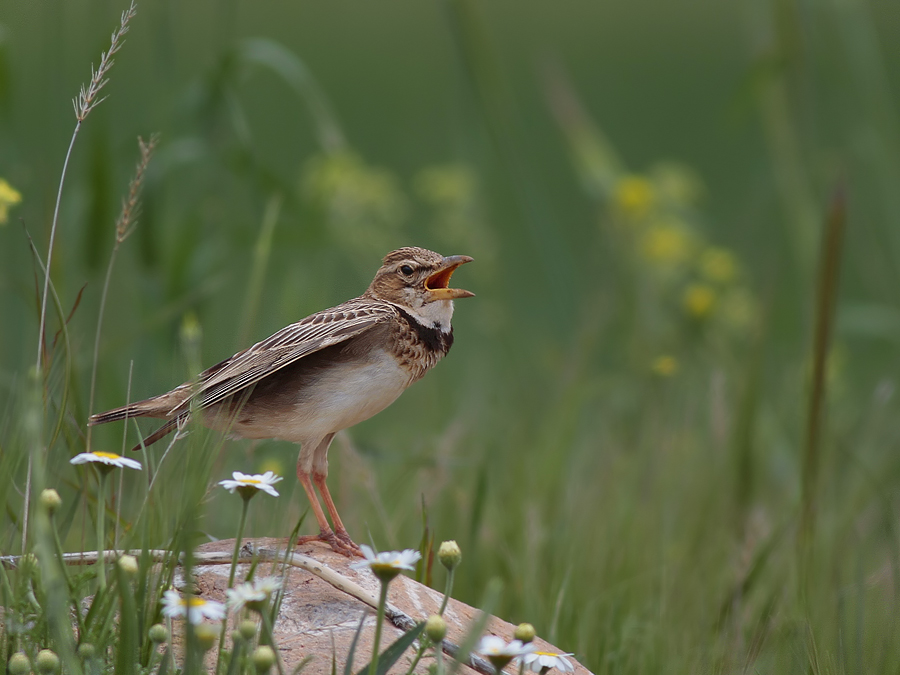 Bimaculated Lark