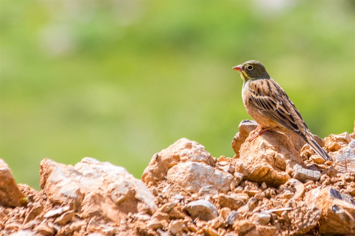 Ortolan Bunting