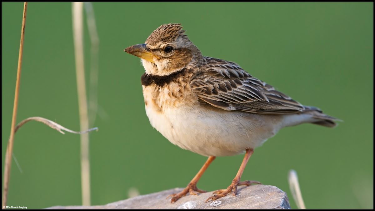 Bimaculated Lark