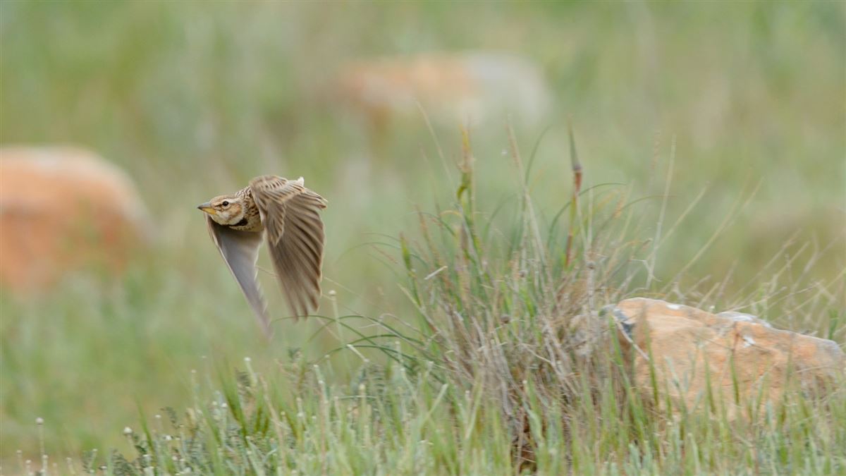 Bimaculated Lark