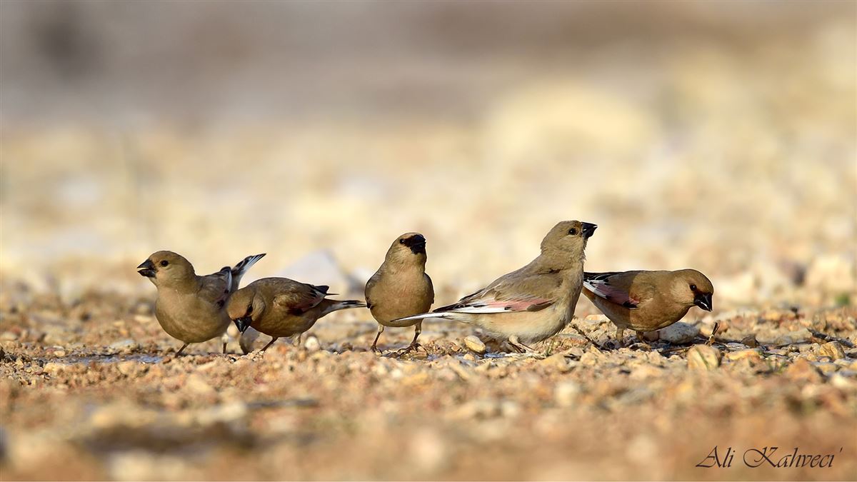 Desert Finch