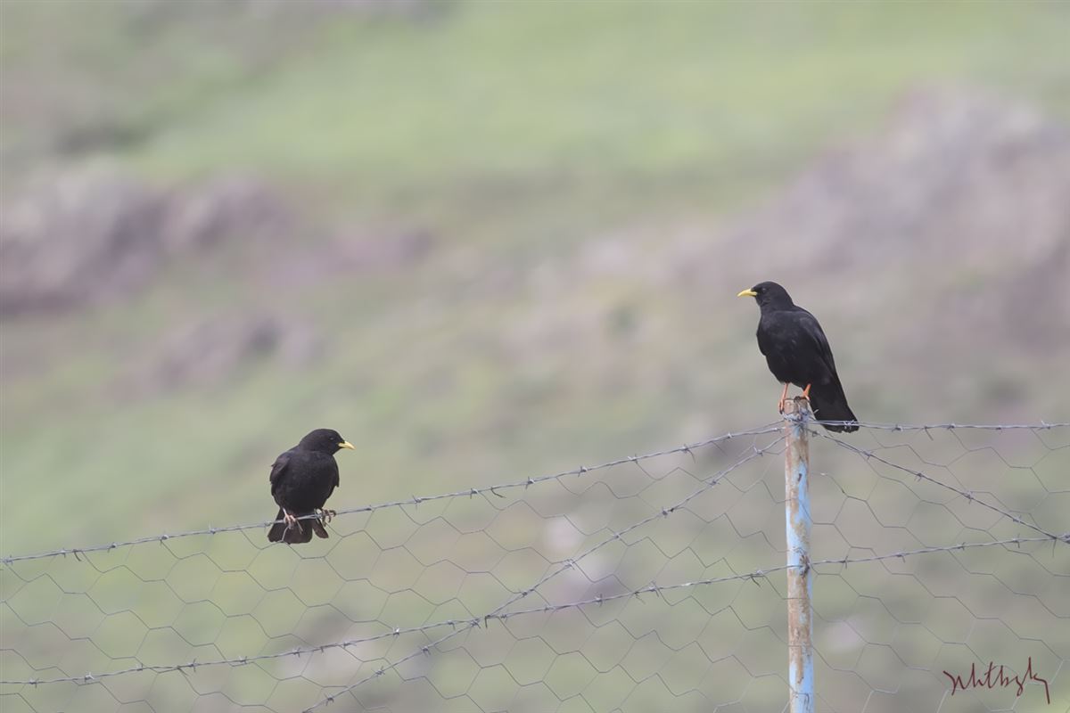 Alpine Chough