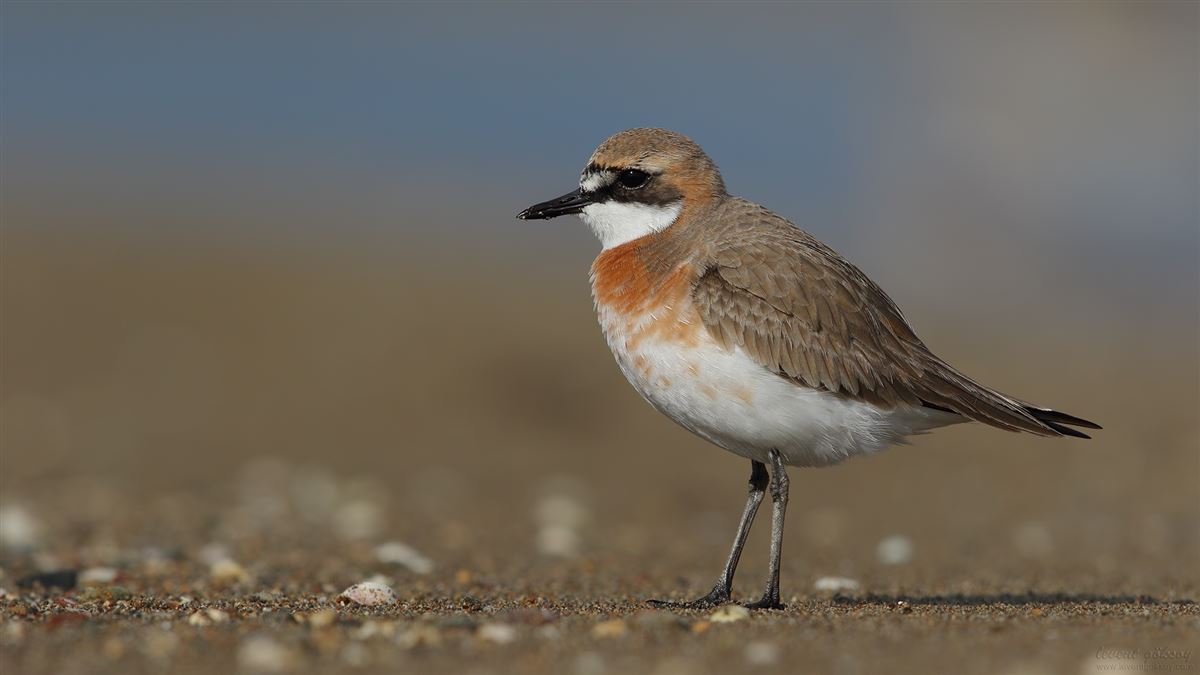 Greater Sand Plover