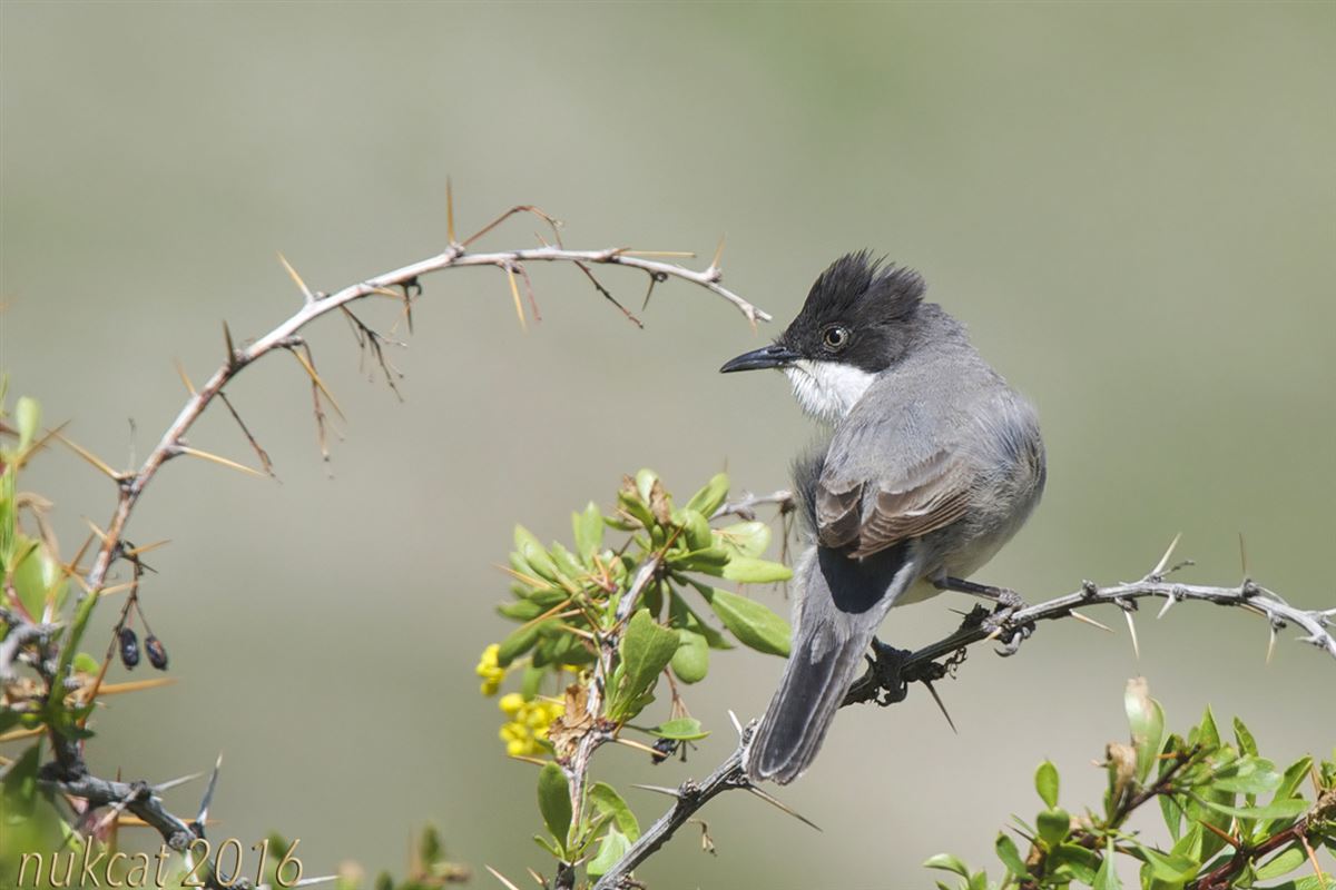 Eastern Orphean Warbler