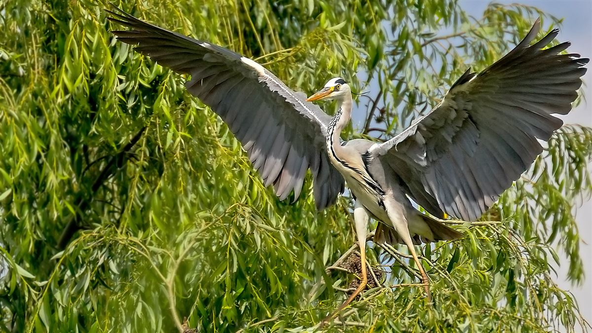 Grey Heron