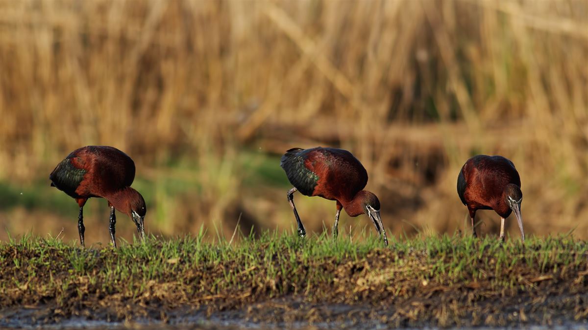 Glossy Ibis
