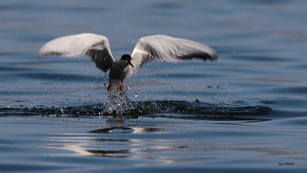 Common Tern