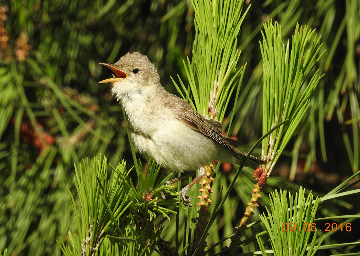 Eastern Olivaceous Warbler