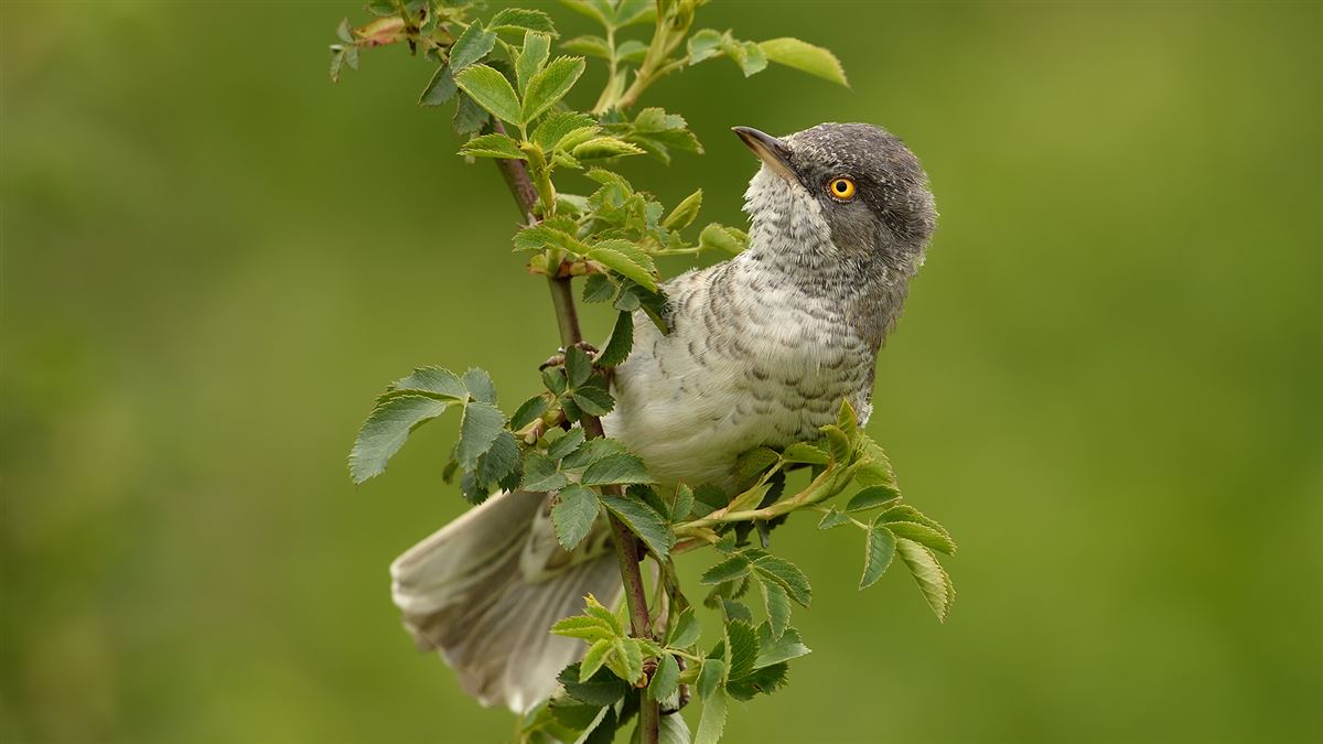 Barred Warbler