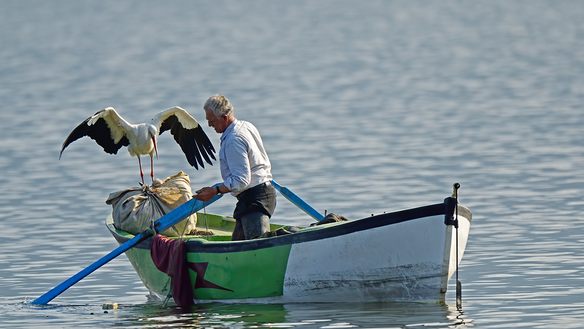 White Stork