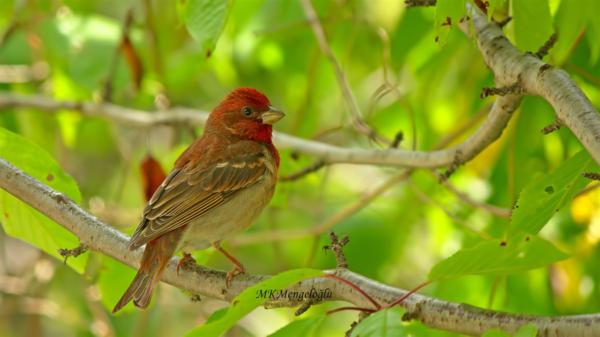Common Rosefinch