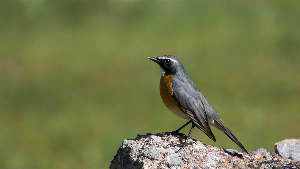 White-throated Robin