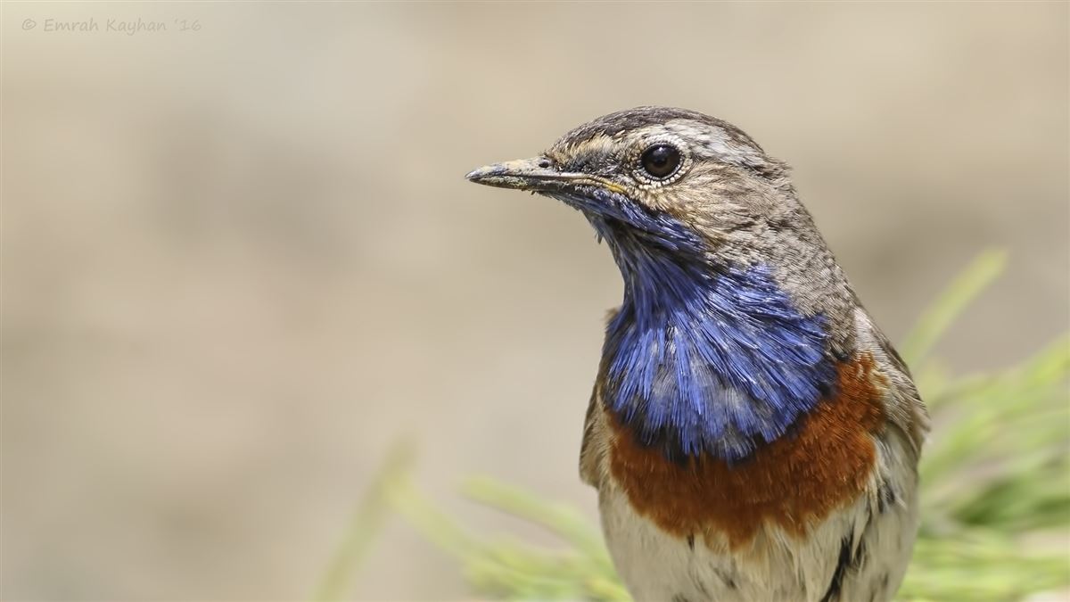 Bluethroat