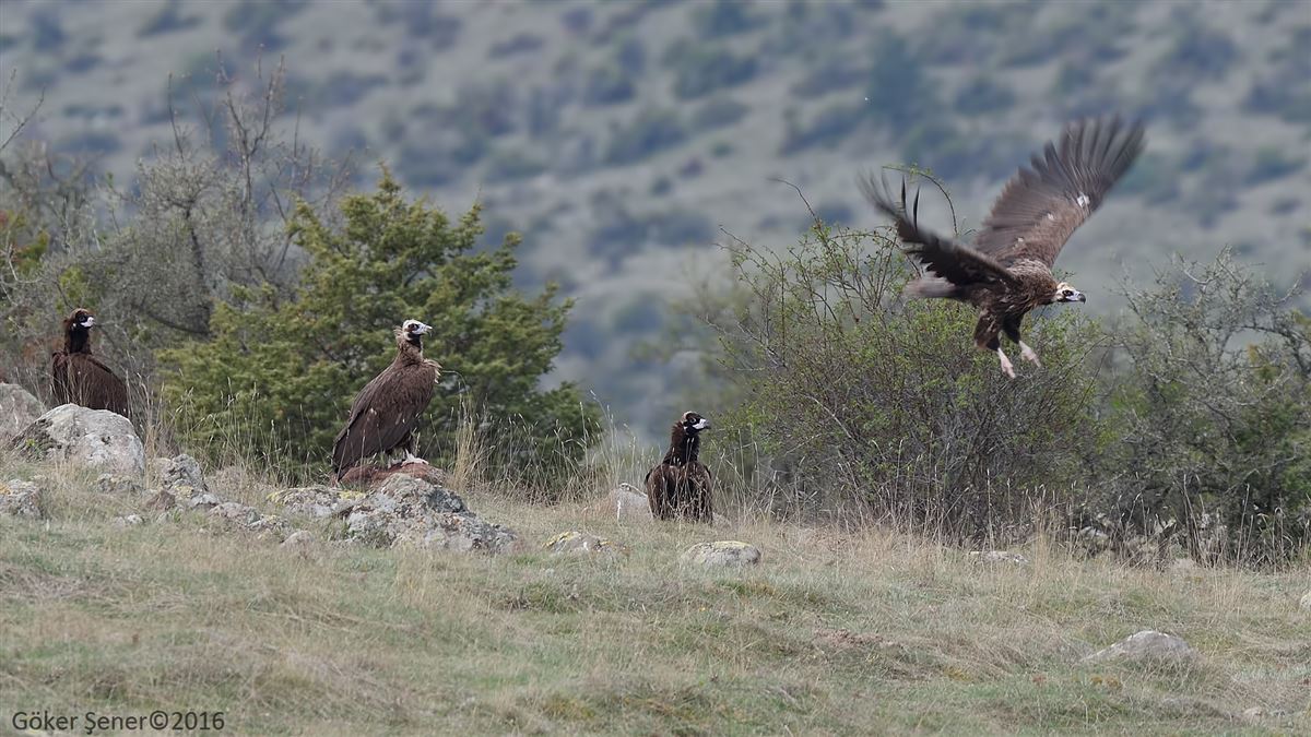 Cinereous Vulture