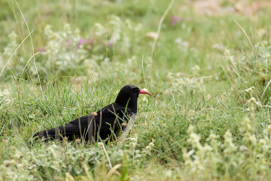 Red-billed Chough