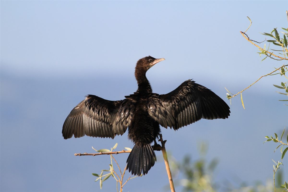 Pygmy Cormorant