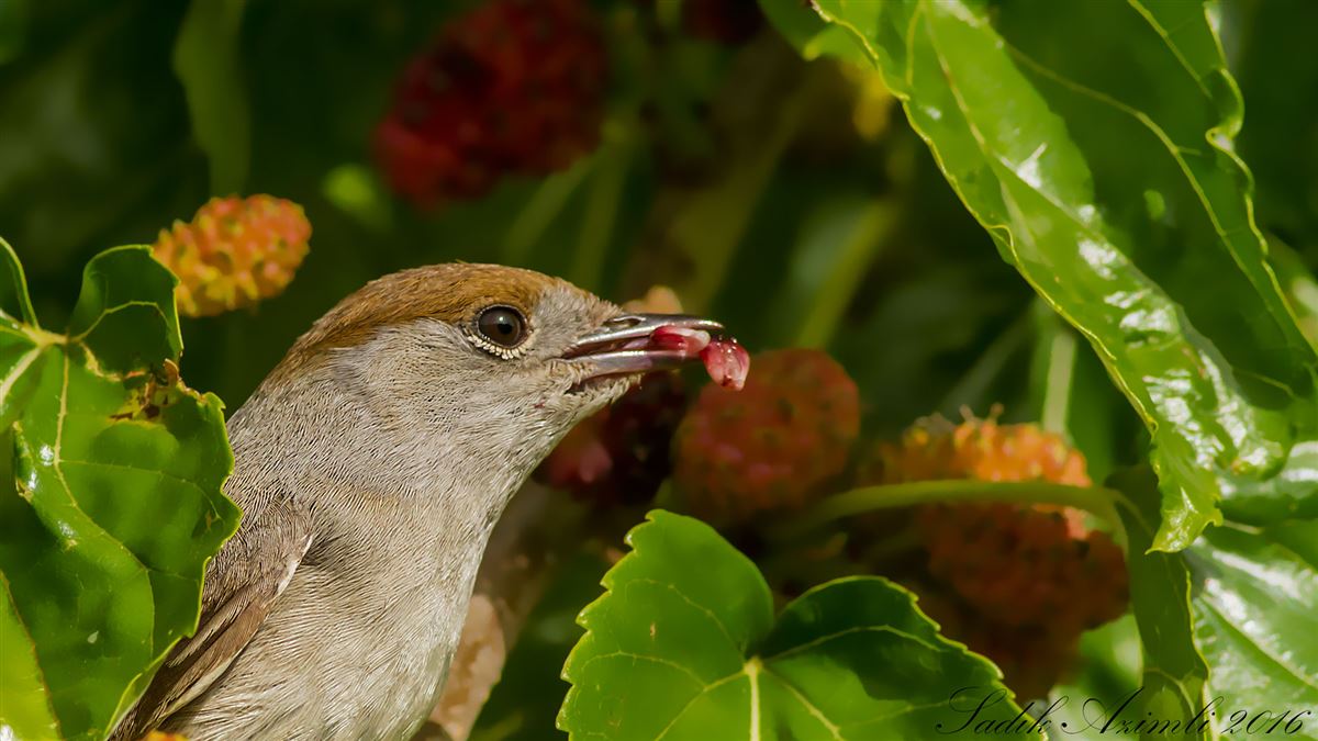 Eurasian Blackcap